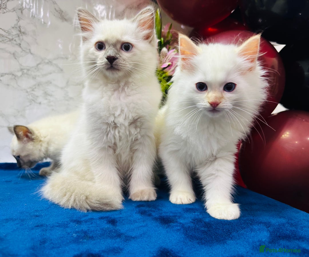 Ragdoll cats for sale: TICA Registered Magnificent Ragdoll kittens  - Image 26