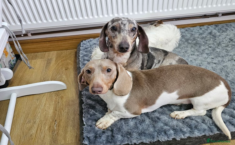 Dachshund dogs - Advert 8
