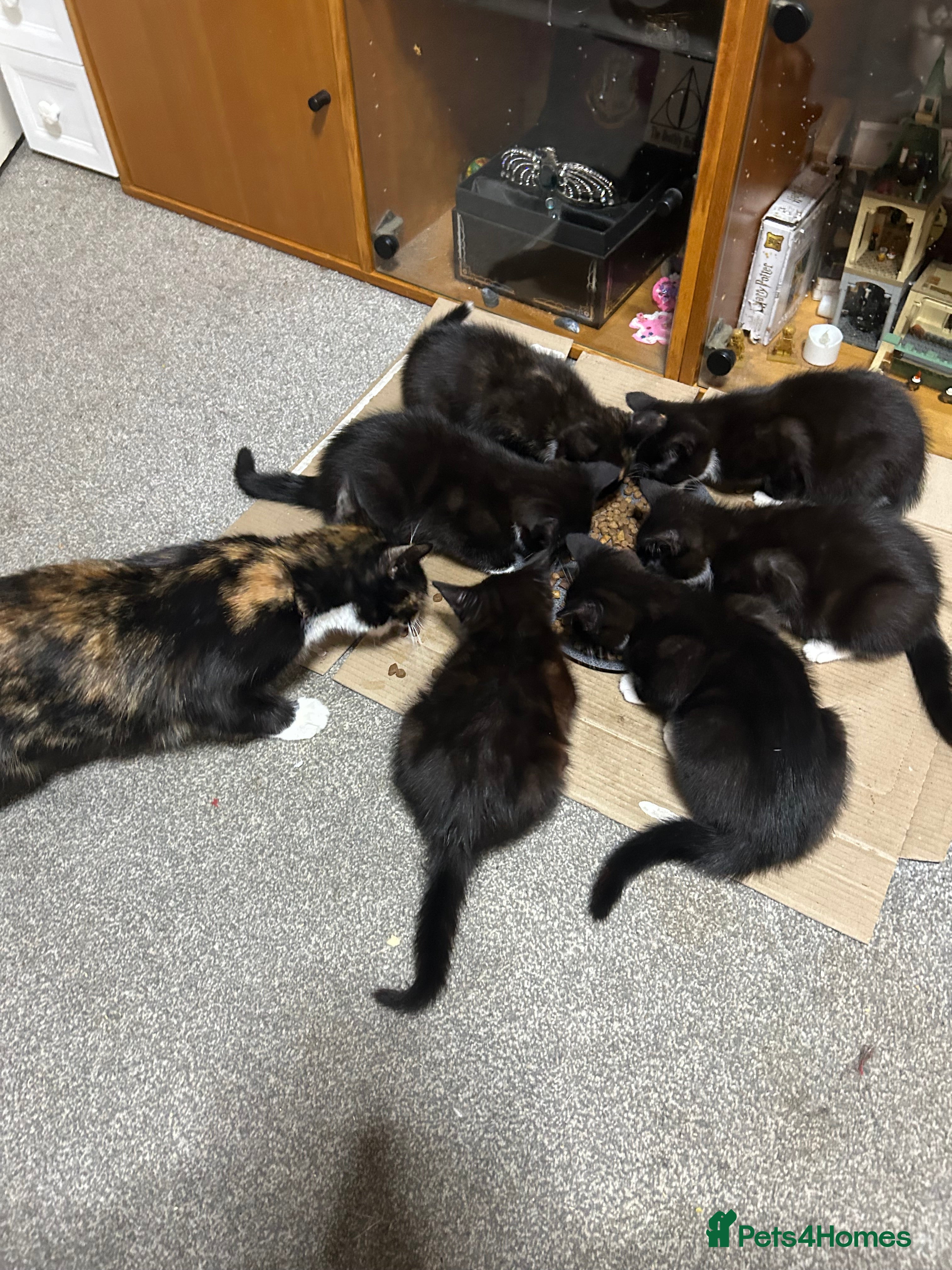 British Shorthair cats Kittens ready to home in Croydon - Advert 3
