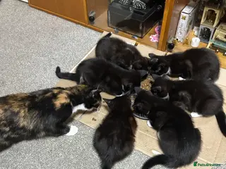 British Shorthair cats Kittens ready to home in Croydon - Advert 3