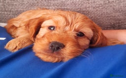 Cockapoo dogs for sale: Beautiful F1 red/golden cockapoo puppies - Image 11