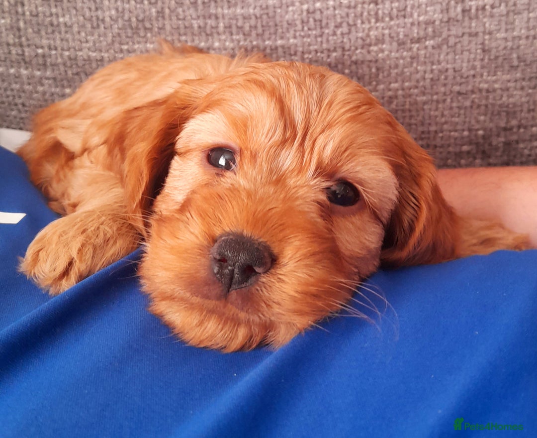 Cockapoo dogs for sale: Beautiful F1 red/golden cockapoo puppies - Image 11