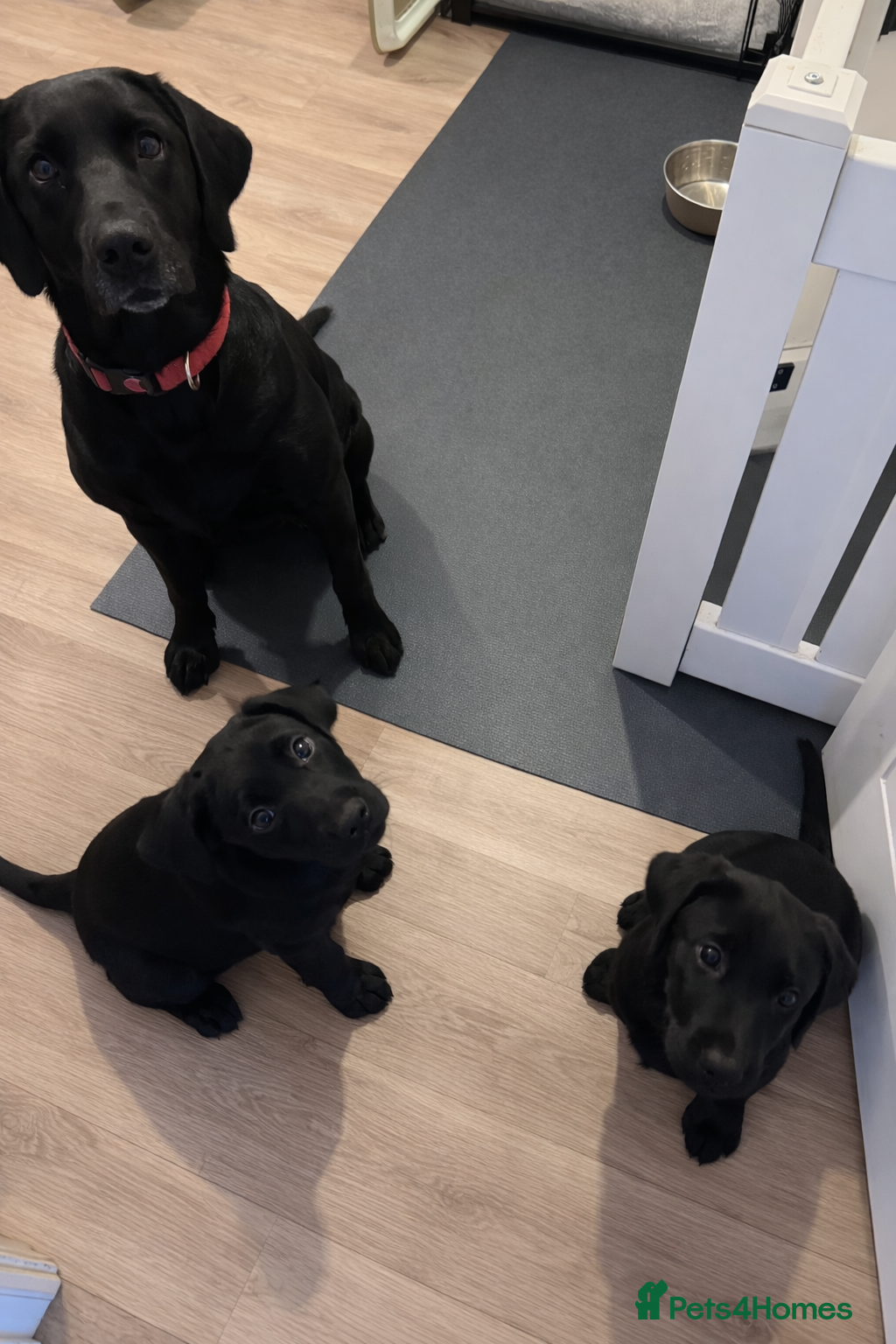 Labrador Retriever dogs Only 2 black females left Labrador Retrievers - Advert 10