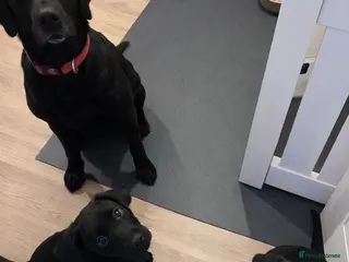 Labrador Retriever dogs Only 2 black females left Labrador Retrievers - Advert 10