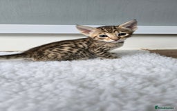 Savannah cats for sale: TICA Registered F8 savannah kittens  - Image 9