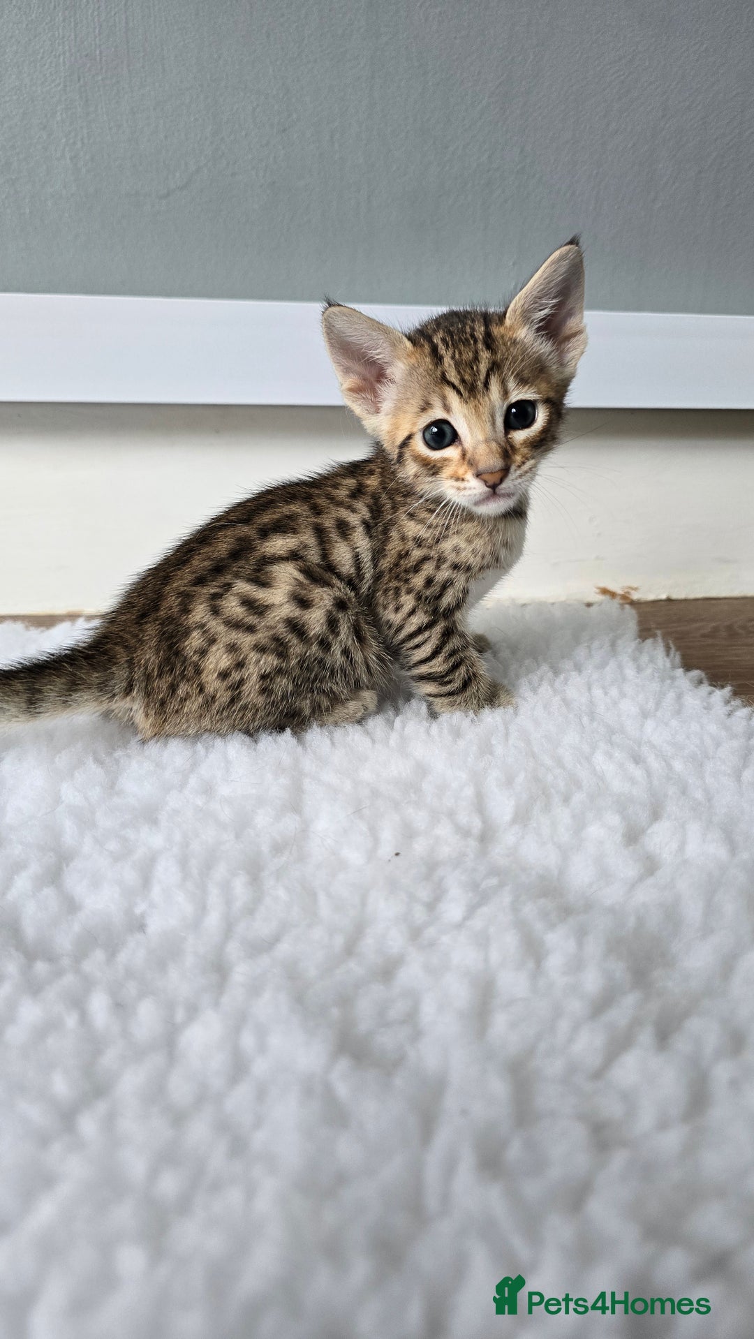 Savannah cats for sale: TICA Registered F8 savannah kittens  - Image 9