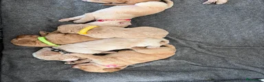 Cockapoo 4