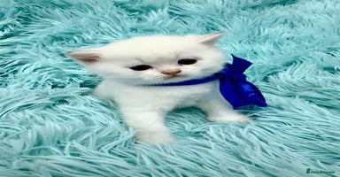 British Shorthair cats - Advert 11