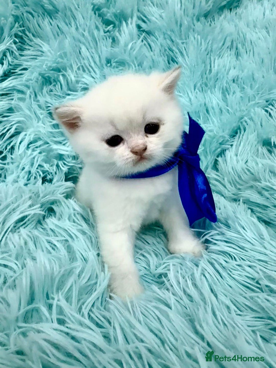 British Shorthair cats for sale: British Shorthair Kitten Golden Tipped Colourpoint - Image 3