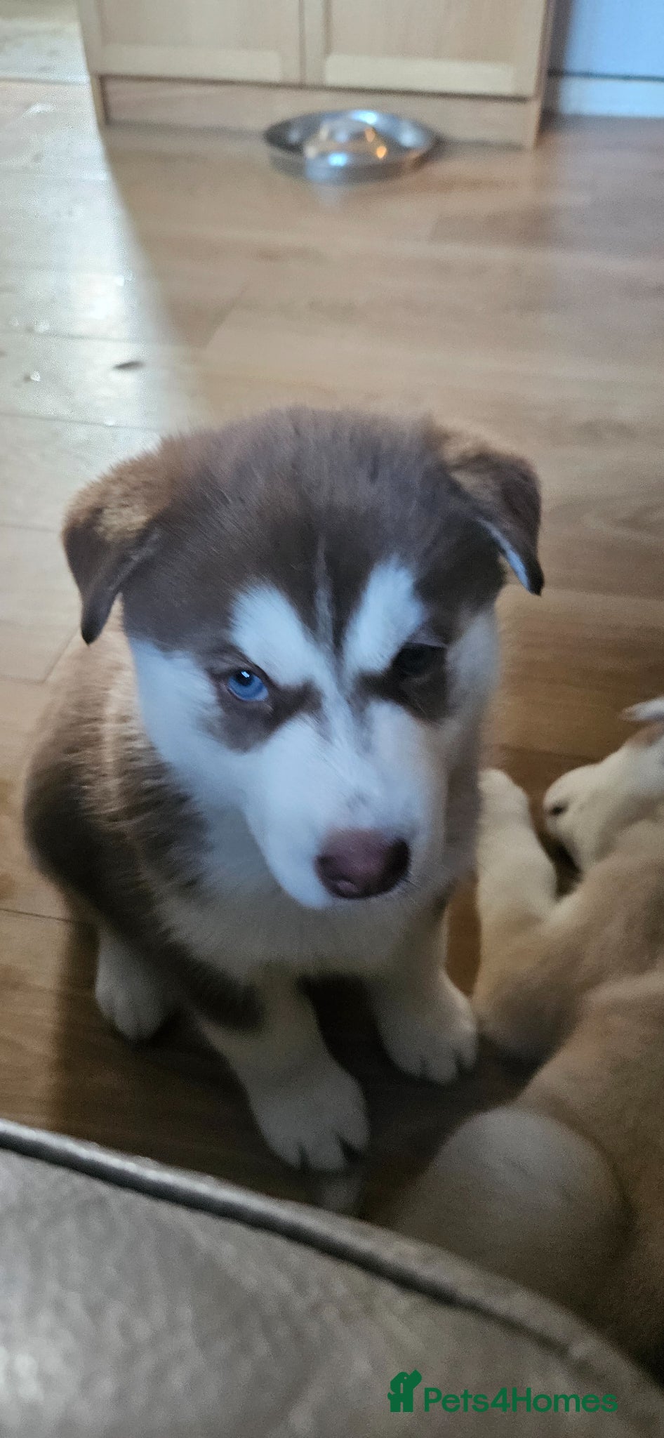 Siberian Husky dogs 2 Beautiful Husky Pups for responsible homes only - Advert 6