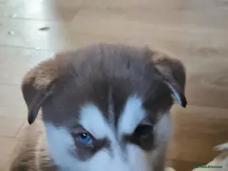 Siberian Husky dogs 2 Beautiful Husky Pups for responsible homes only - Advert 6