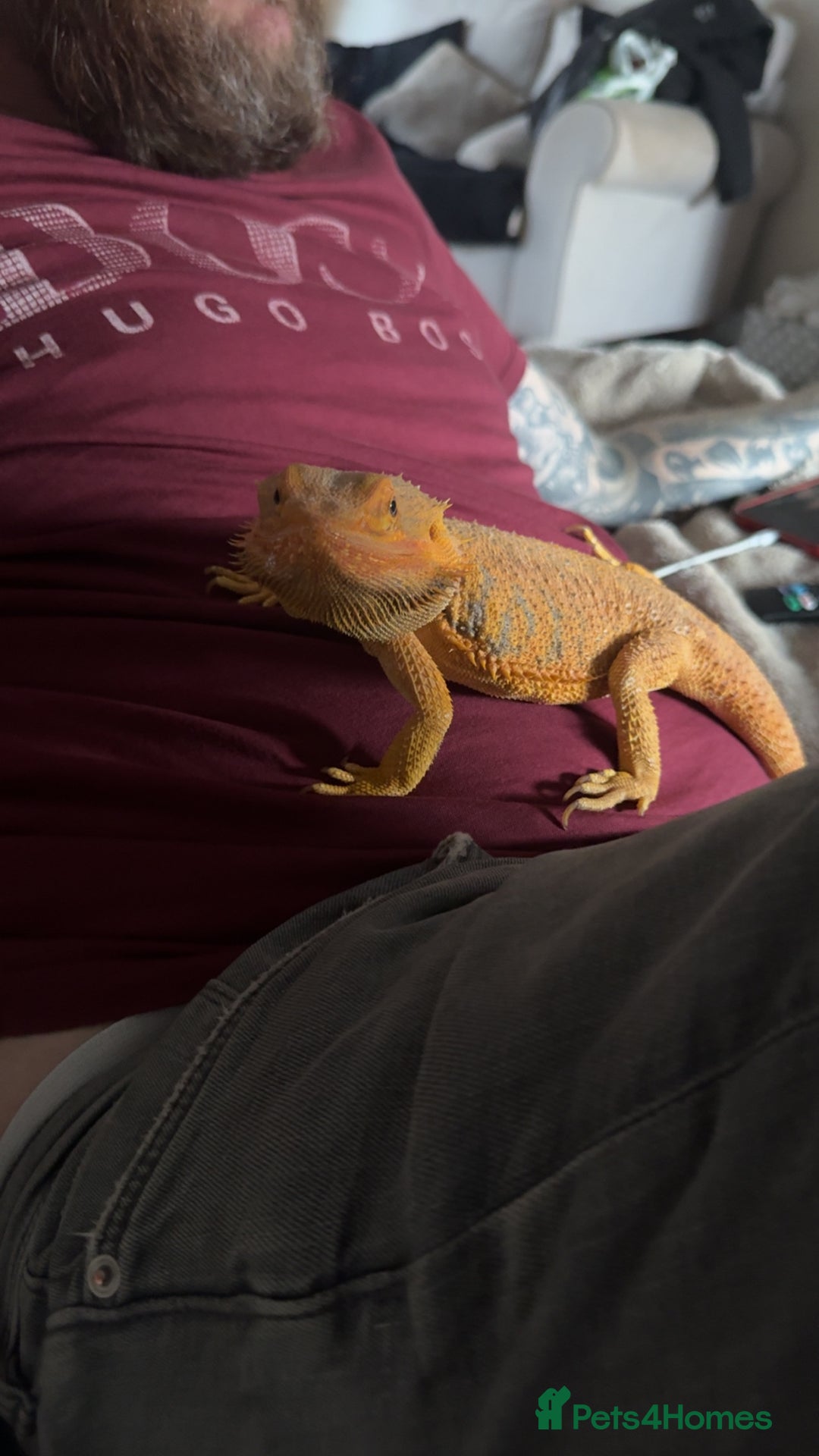 Bearded Dragon reptiles for sale: FREE BEARDED DRAGON - Image 2