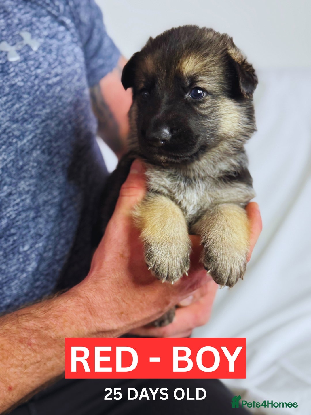 German Shepherd dogs for sale: Beautiful German Shepherd Puppies - Image 18
