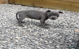Staffordshire Bull Terrier dogs for sale: Staffordshire Bull Terrier Pups KC REGISTERED  - Image 2