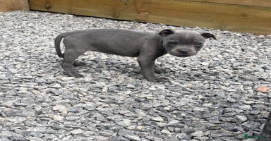 Staffordshire Bull Terrier dogs - Advert 15