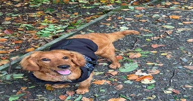 Mixed Breed dogs - Advert 15