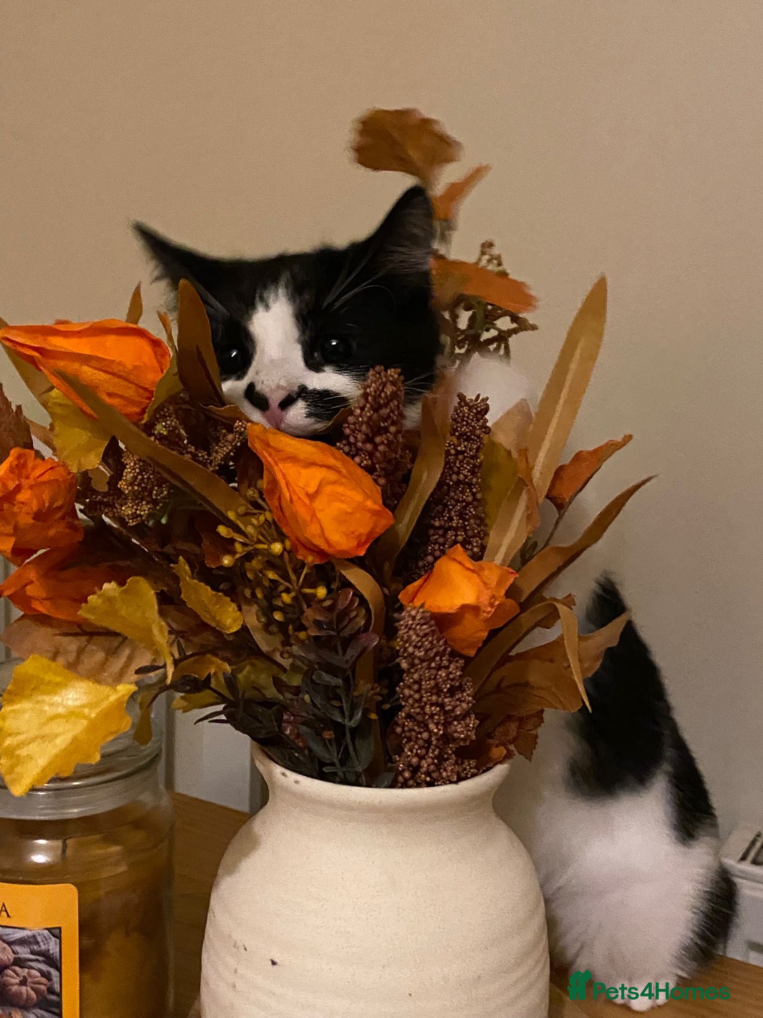 British Shorthair cats Bruno - British Shorthair - see description - Advert 5