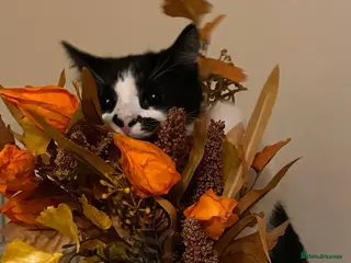 British Shorthair cats Bruno - British Shorthair - see description - Advert 9