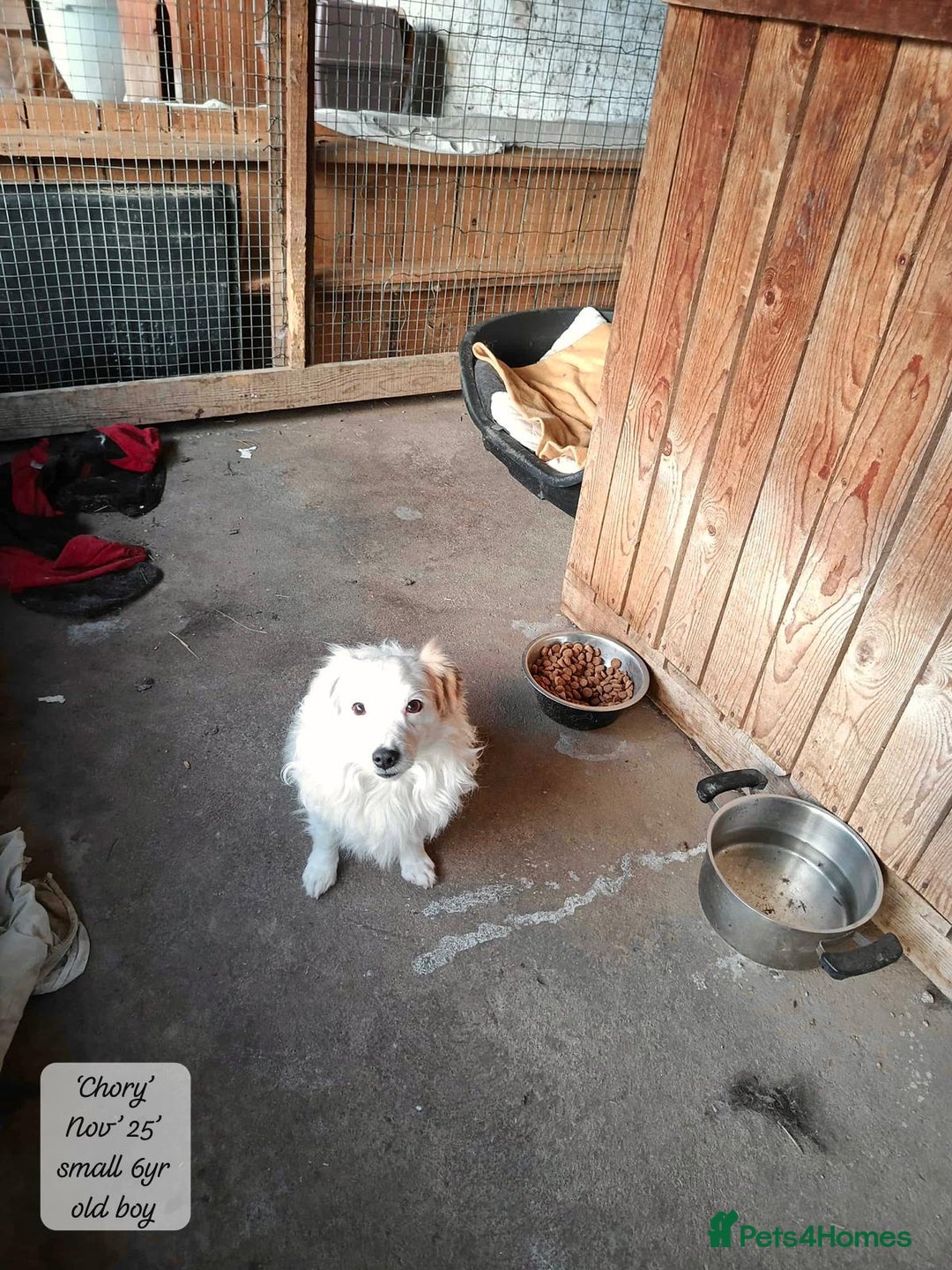 Mixed Breed dogs for adoption: Chory. Approx 6 years. **Urgent adoption**  - Advert 11