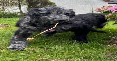Goldendoodle dogs in Llandeilo - Advert 5