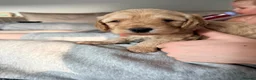 Mixed Breed dogs for sale: Amazing little of cava- cockapoo pups in Warrington - Advert 3