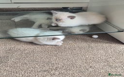 Ragdoll cats for sale: 4 energetic ragdoll fluffballs  - Image 15