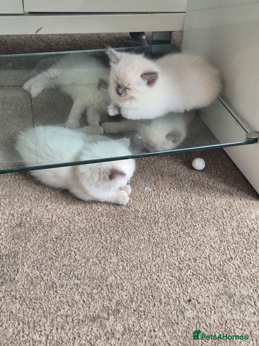 Ragdoll cats for sale: 4 energetic ragdoll fluffballs  - Image 15