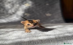 Abyssinian cats for sale: 🏆🥇Top Quality Champion Lines Abyssinian Kittens  - Image 2