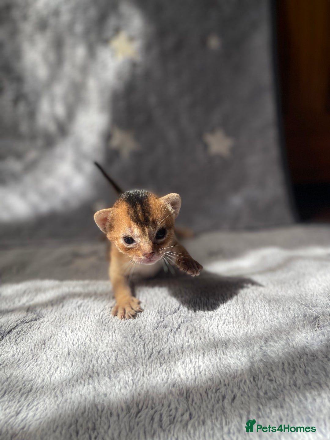 Abyssinian cats for sale: 🏆🥇Top Quality Champion Lines Abyssinian Kittens  - Image 2