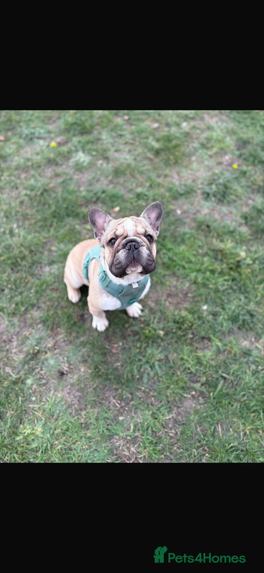 French Bulldog dogs for sale: French bulldog puppy - Advert 3