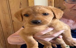 Cockapoo dogs for sale: Labrador x cockapoo ONE BOY LEFT READY NOW - Image 3