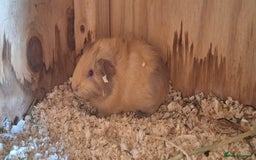 Guinea Pig rodents for sale: Funky male baby Guinea Pigs  - Image 2