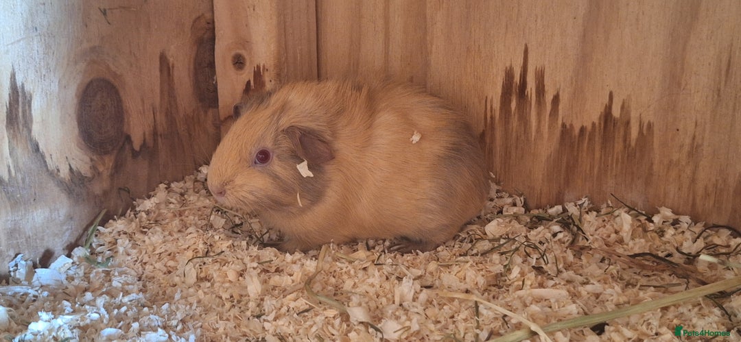 Guinea Pig rodents for sale: Funky male baby Guinea Pigs  - Image 2