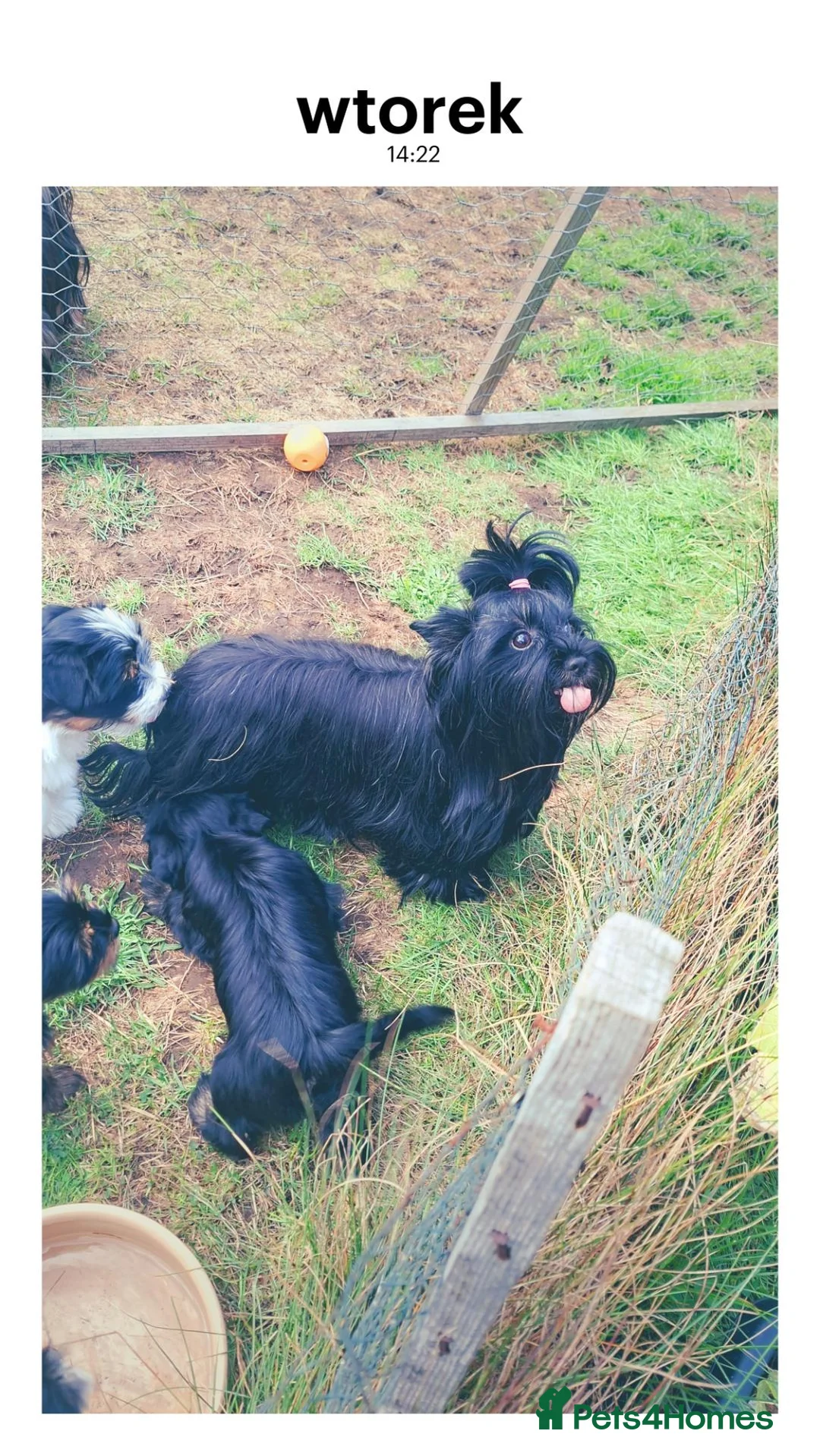 Yorkshire Terrier dogs for sale: Gorgeous Yorkshire Terrier Biewer Puppies - Advert 1