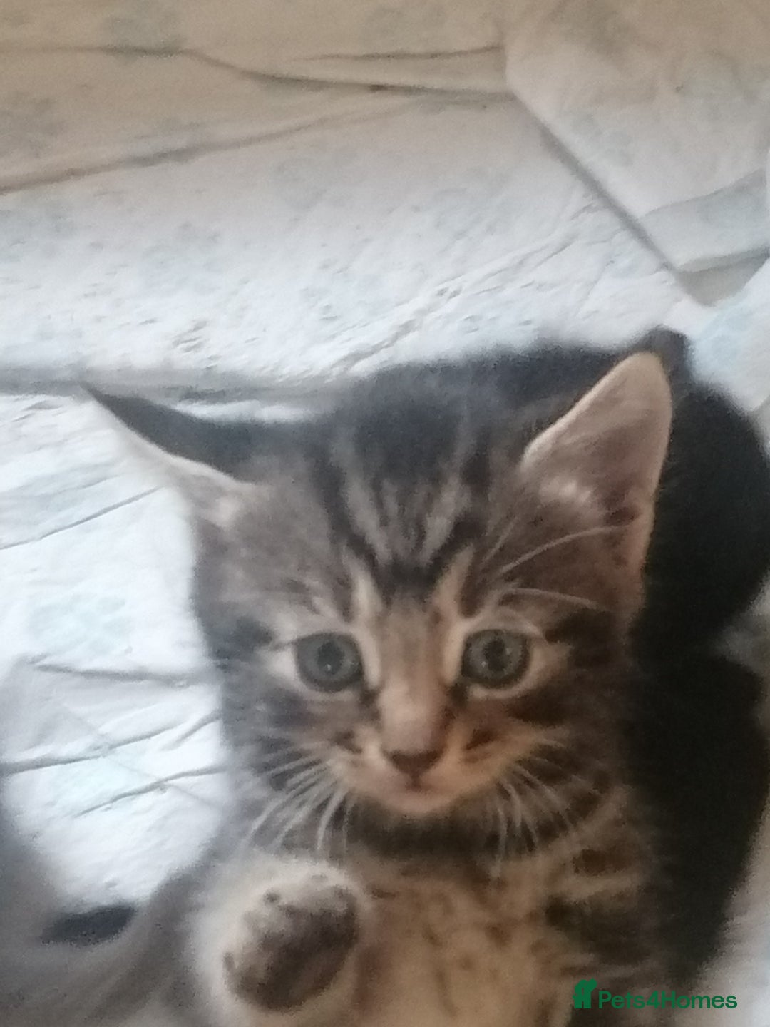 Mixed Breed cats for sale: Absolutely Gorgeous, Affectionate,playful kittens  - Image 18