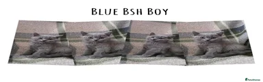 British Shorthair 4