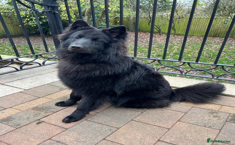 German Shepherd dogs Solid Black Long Coat German Shepherd Dog at Stud - Advert 8