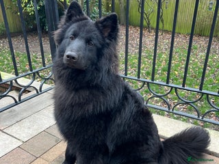 German Shepherd dogs Solid Black Long Coat German Shepherd Dog at Stud - Advert 8