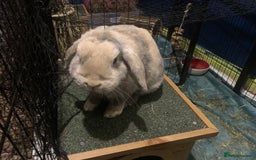 Mini Lop rabbits for sale: Piglet, Stanley and freddy - Advert 3