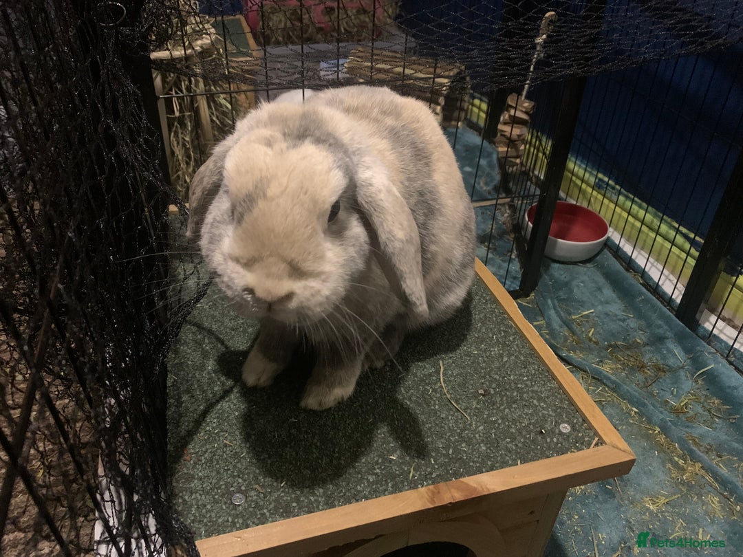 Mini Lop rabbits for sale: Piglet, Stanley and freddy - Advert 3