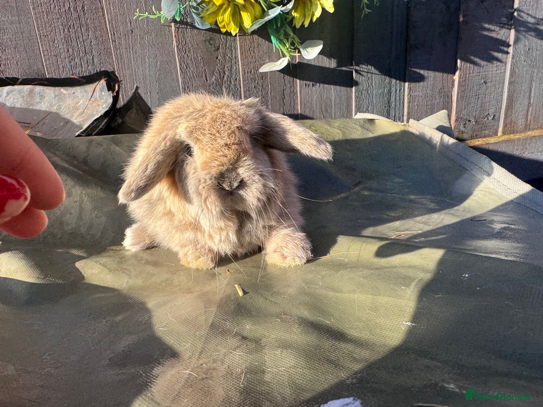 Mini Lop rabbits for sale: gorgeous mini lop babies  - Advert 5