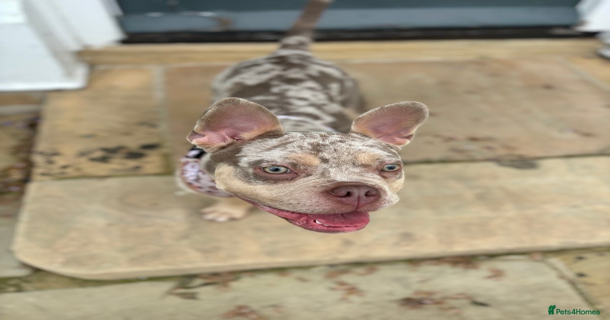 Coco - Frenchie x Pocket Bully for sale in Worksop | Pets4Homes