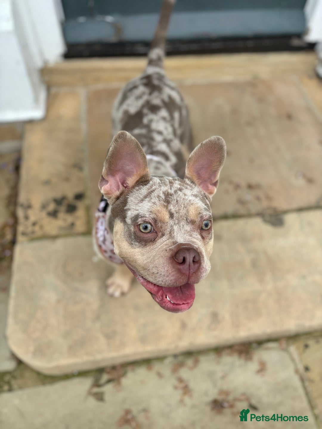 Mixed Breed dogs for sale: Coco - Frenchie x Pocket Bully  - Image 1