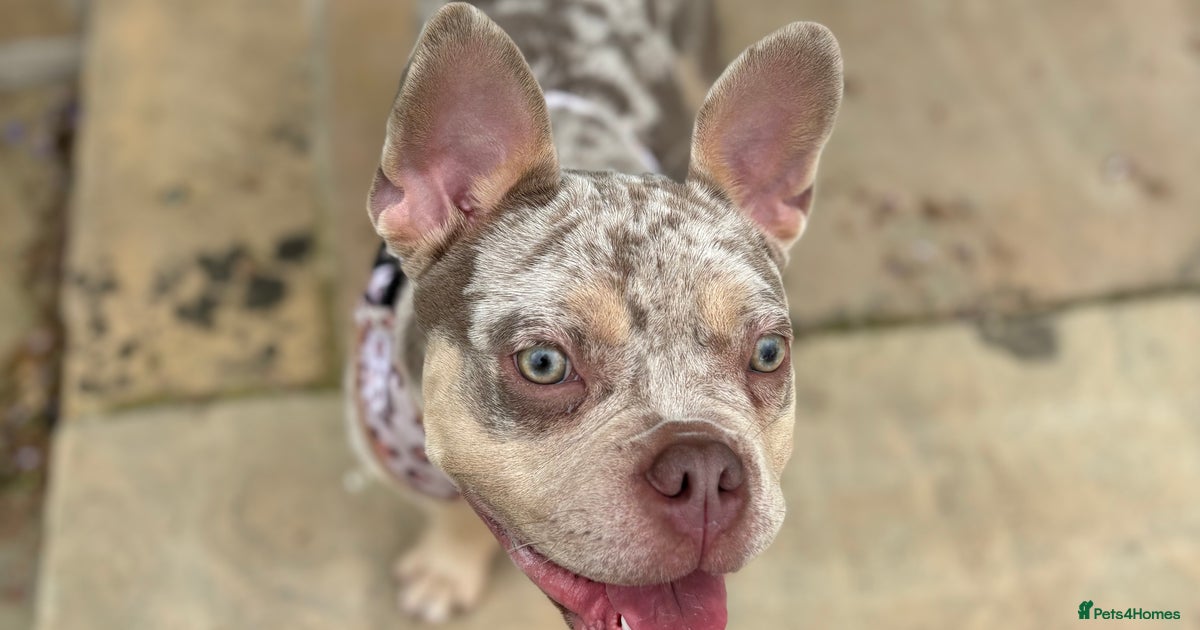 Coco - Frenchie x Pocket Bully for sale in Worksop | Pets4Homes