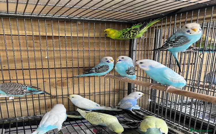 Budgerigars birds - Advert 8