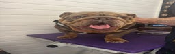 English Bulldog dogs for sale: Lilac & tan full suit - Advert 2