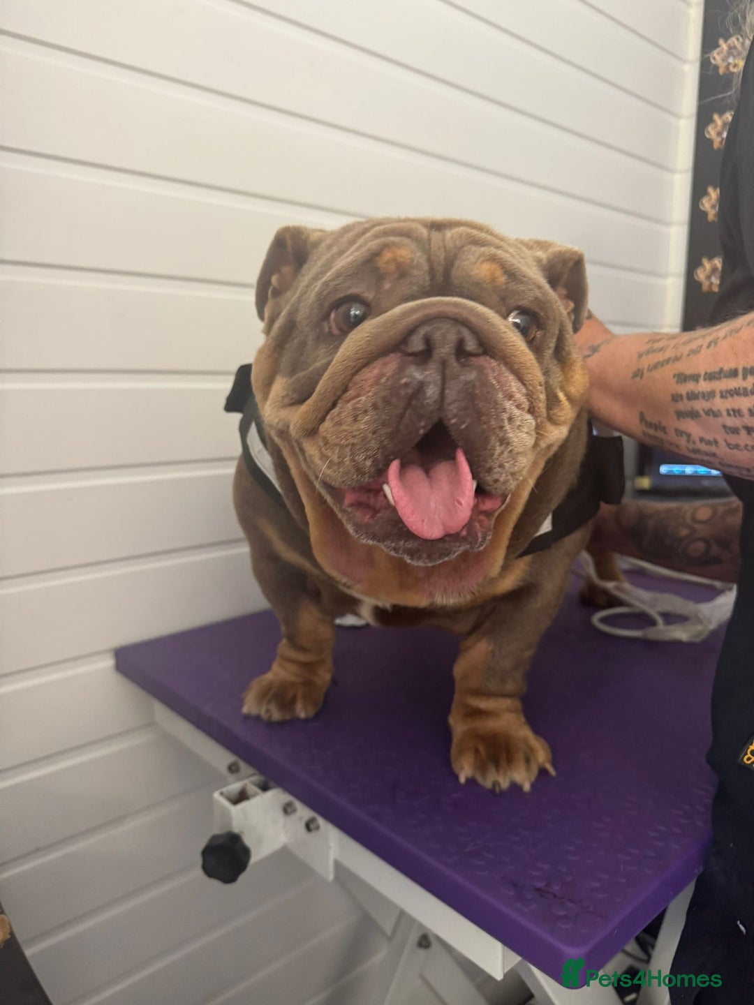 English Bulldog dogs for sale: Lilac & tan full suit - Advert 2
