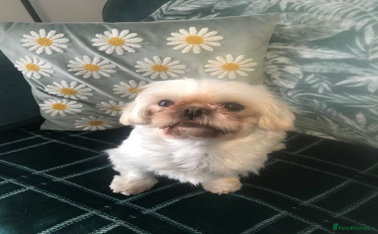 Shih Tzu dogs - Advert 4