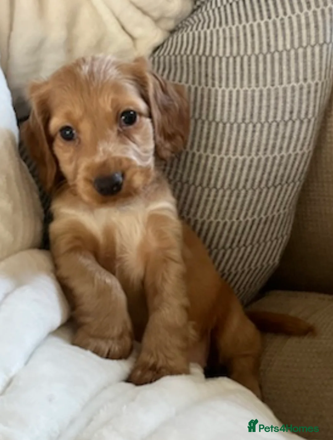 Cocker Spaniel dogs for sale: ✨ Working Cocker Spaniel pups, ready 7th March ✨ - Advert 7