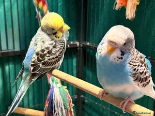 Budgerigars birds Beautiful pair young budgies , male & female - Advert 17